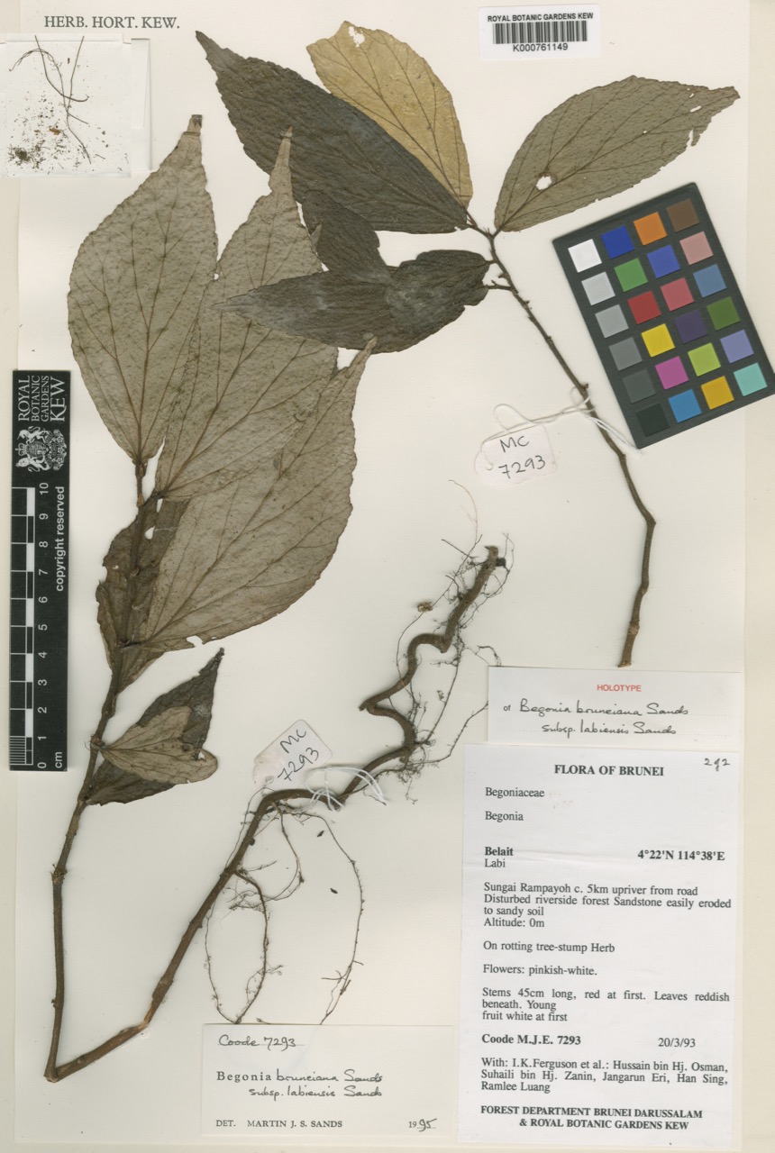 B. labiensis